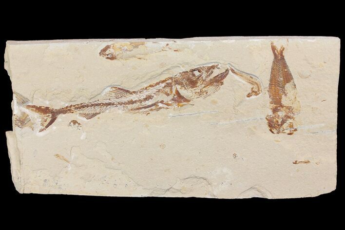 Cretaceous Predatory Fish (Eurypholis) - Hakel, Lebanon #163100